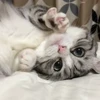 🐈 Эмодзи «» для Telegram