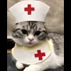 🐈 Эмодзи «» для Telegram