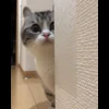 🌟 Эмодзи «» для Telegram