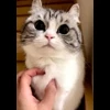 🐈 Эмодзи «» для Telegram