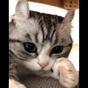 🌟 Эмодзи «» для Telegram
