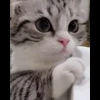 🌟 Эмодзи «» для Telegram