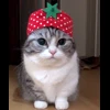 🐈 Эмодзи «» для Telegram