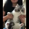 🐈 Эмодзи «» для Telegram