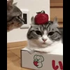 🤩 Эмодзи «» для Telegram