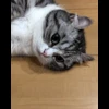 🌟 Эмодзи «» для Telegram