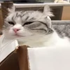 🌟 Эмодзи «» для Telegram