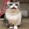 🌟 Эмодзи «» для Telegram