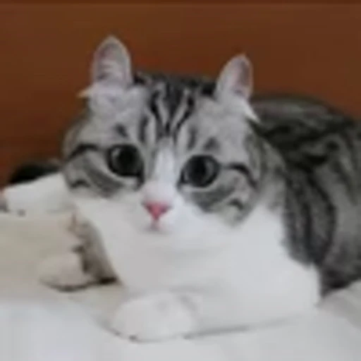 🥺 Эмодзи «» для Telegram