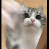🐈 Эмодзи «» для Telegram