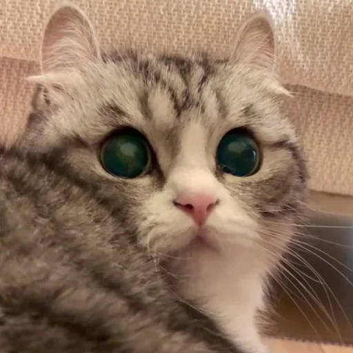 🥺 Стикер «Komaru» для Telegram