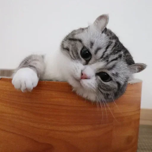 😢 Стикер «Komaru» для Telegram