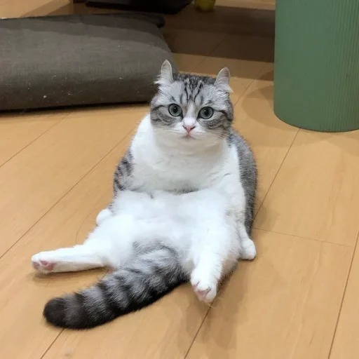 😺 Стикер «Komaru» для Telegram