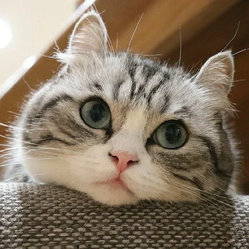 😶 Стикер «Komaru» для Telegram