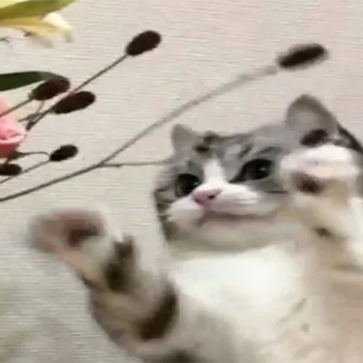 😸 Стикер «Komaru» для Telegram