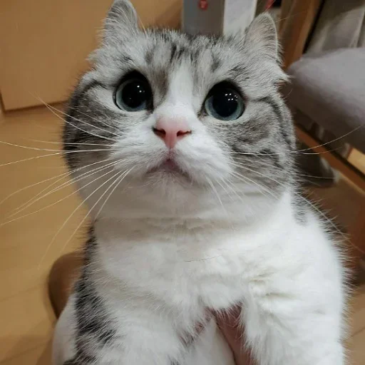 😕 Стикер «Komaru» для Telegram