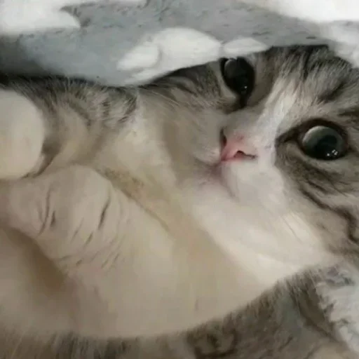 🥰 Стикер «Komaru» для Telegram