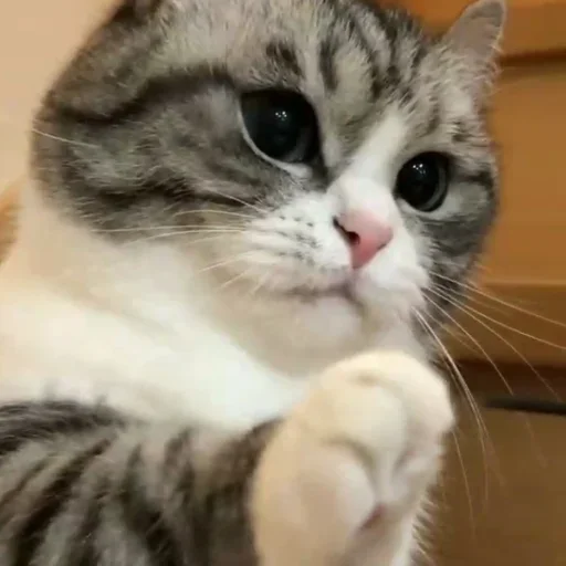 🙄 Стикер «Komaru» для Telegram