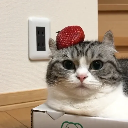 🍓 Стикер «Komaru» для Telegram