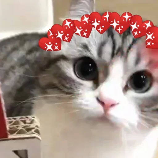 💋 Стикер «Komaru» для Telegram