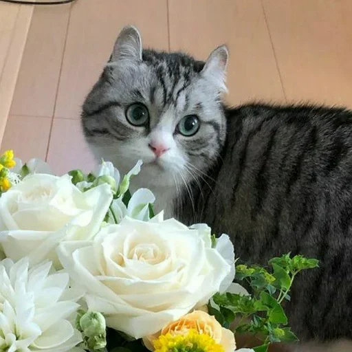 💮 Стикер «Komaru» для Telegram