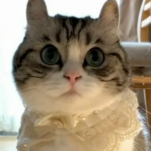 🤨 Стикер «Komaru» для Telegram