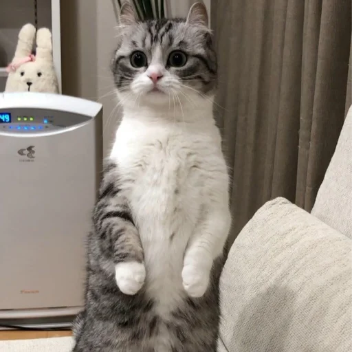 😳 Стикер «Komaru» для Telegram
