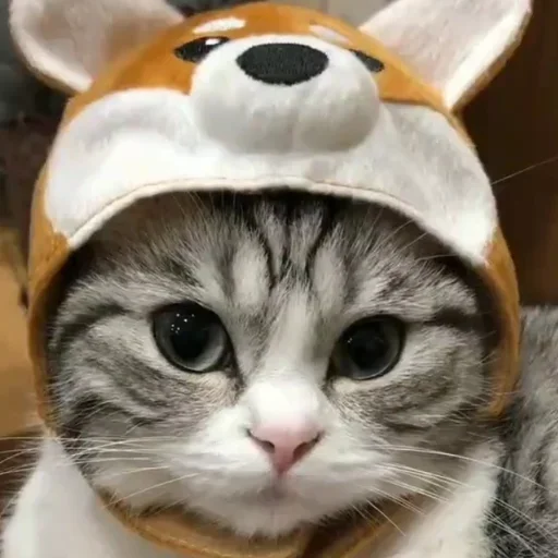 🦮 Стикер «Komaru» для Telegram