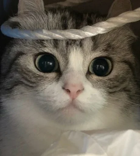 👁 Стикер «Komaru» для Telegram