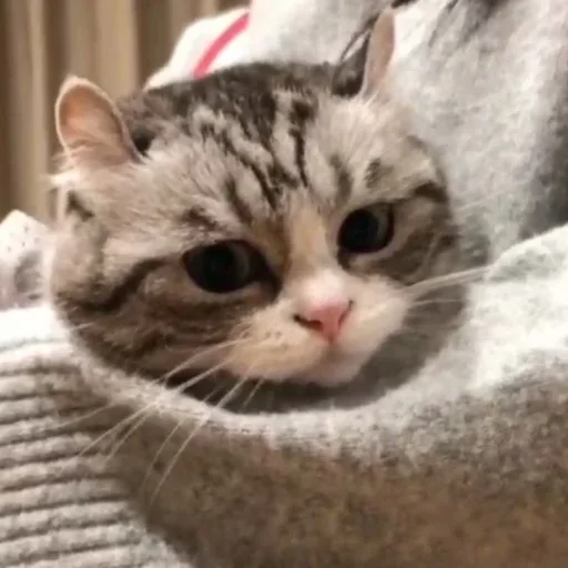 😪 Стикер «Komaru» для Telegram