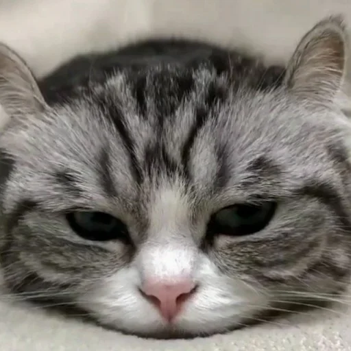 😣 Стикер «Komaru» для Telegram