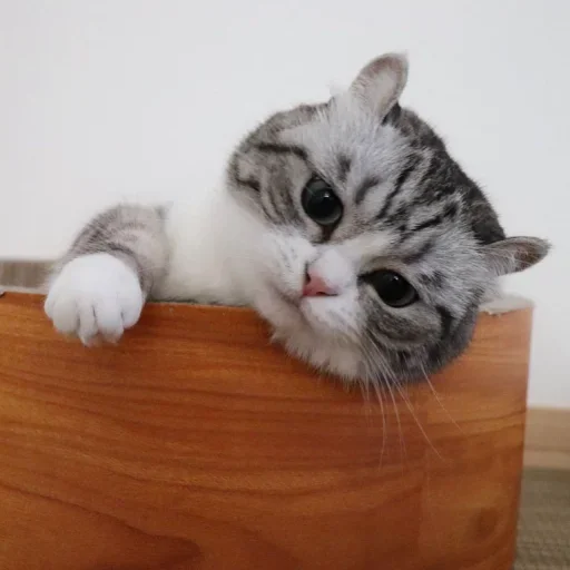 😭 Стикер «Komaru» для Telegram