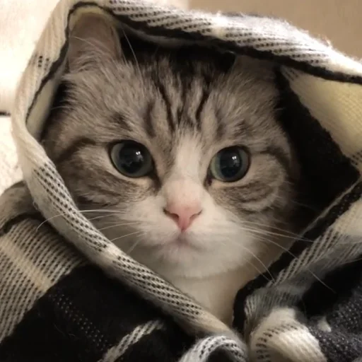 🛌 Стикер «Komaru» для Telegram