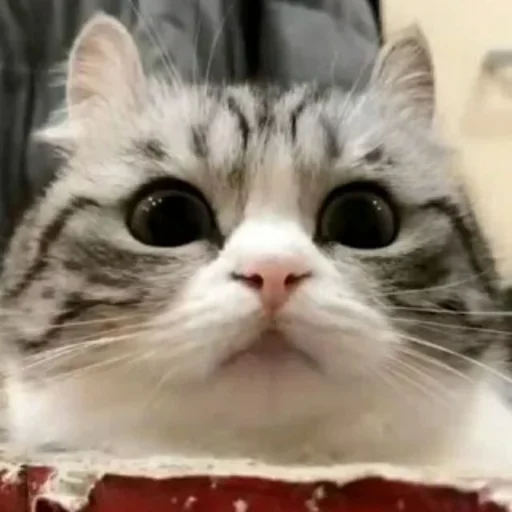 ☺️ Стикер «Komaru» для Telegram