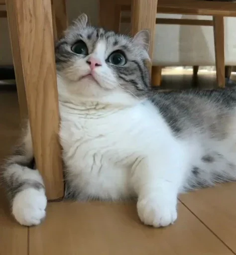 😒 Стикер «Komaru» для Telegram