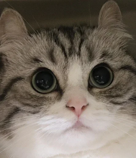 🥺 Стикер «Komaru» для Telegram