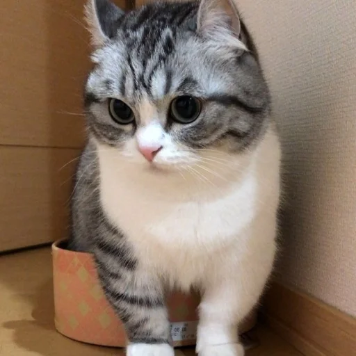 😔 Стикер «Komaru» для Telegram