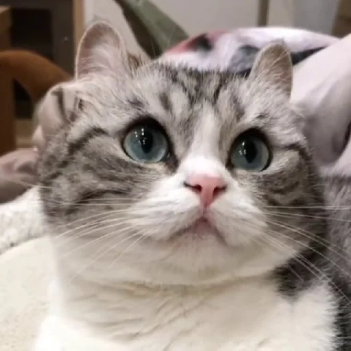 😳 Стикер «Komaru» для Telegram