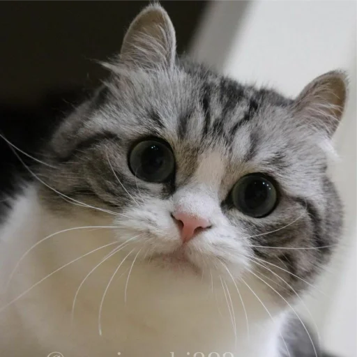 🥺 Стикер «Komaru» для Telegram