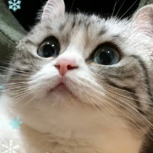 🥺 Стикер «Komaru» для Telegram