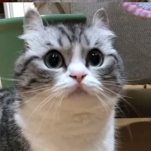 😒 Стикер «Komaru» для Telegram