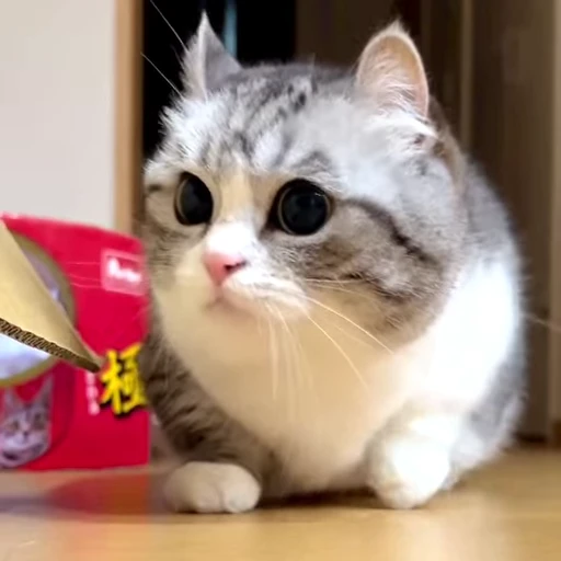 🐈 Стикер «VideoKomaru» для Telegram