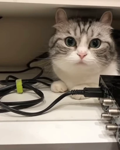 🐈 Стикер «VideoKomaru» для Telegram