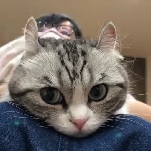 🐈 Стикер «VideoKomaru» для Telegram
