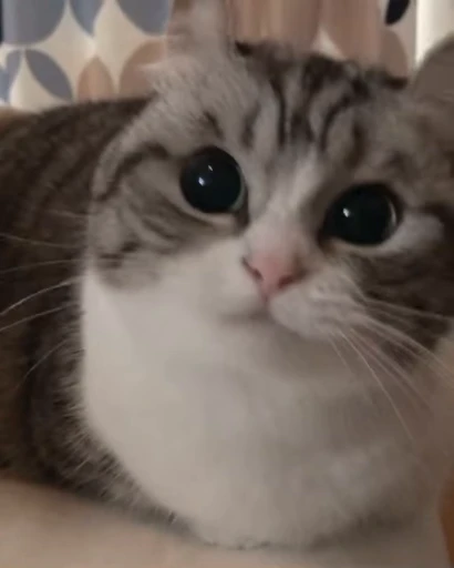 🐈 Стикер «VideoKomaru» для Telegram
