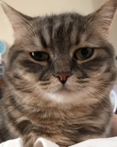 🐈 Стикер «VideoKomaru» для Telegram