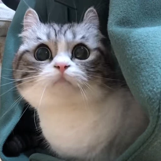 🐈 Стикер «VideoKomaru» для Telegram