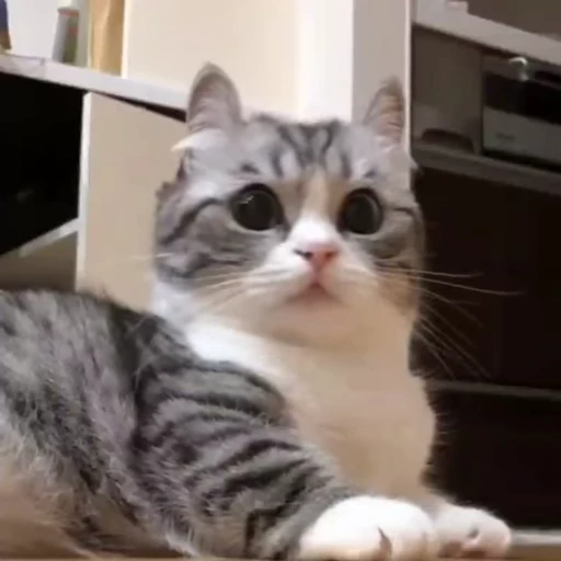 🐈 Стикер «VideoKomaru» для Telegram