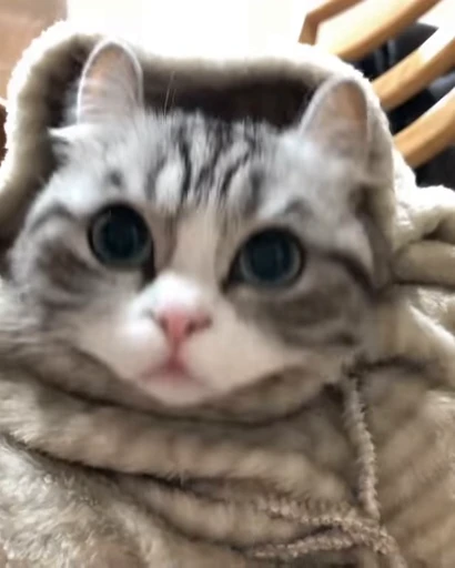 🐈 Стикер «VideoKomaru» для Telegram