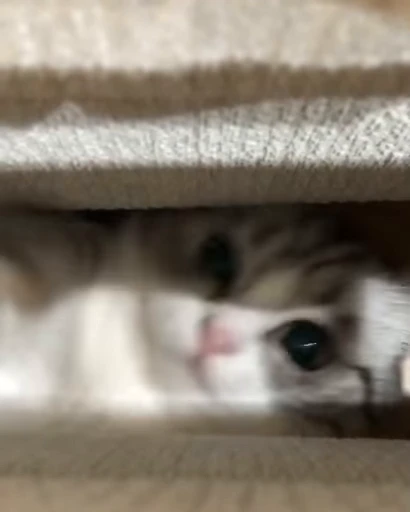 🐈 Стикер «VideoKomaru» для Telegram